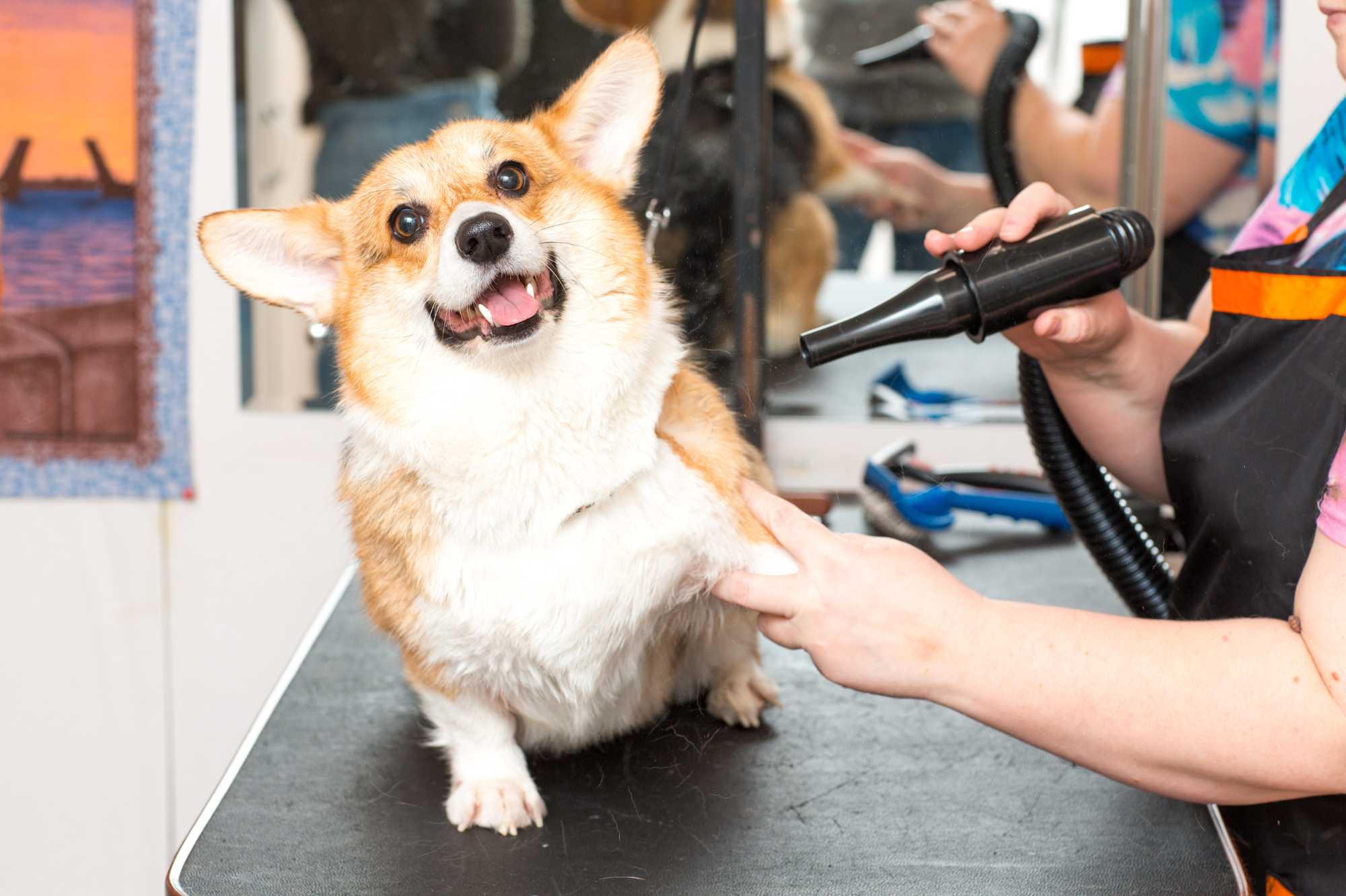 Sušenie psa s fénom